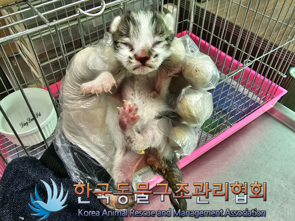 한국동물구조관리협회_411322202300307